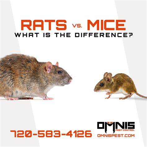 3 Differences Between Rats vs Mice - OMNIS Pest Control
