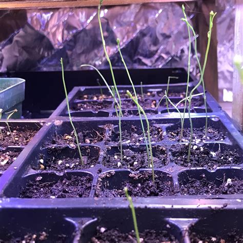 Starting Asparagus By Seed: US157-F2 : r/Asparagus