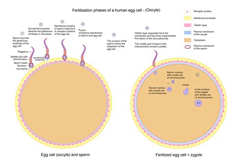 Fertilization — lesson. Science State Board, Class 10.