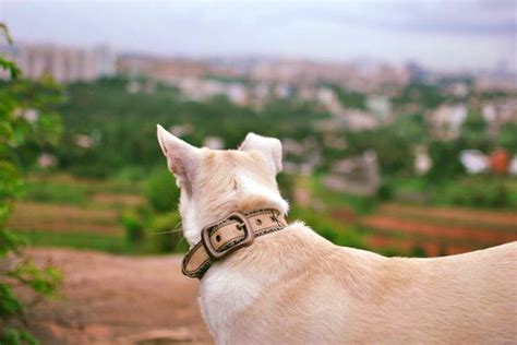 POKO Pets Jute Collars | Little Black Book, Bangalore