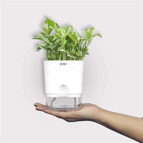 Aquaflow Self Watering Pot