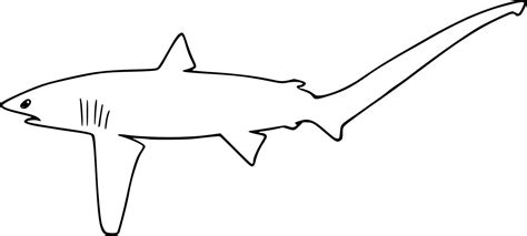 Shark Evolution Script 的图像结果