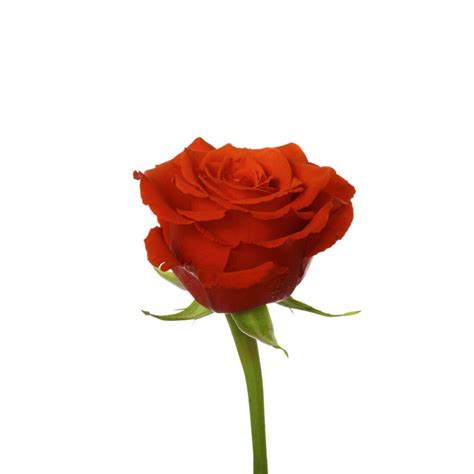 Rose, Orange Nina - Jacksonville Flower Market