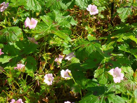 Geranium × oxonianum 'Walter's Gift' - pig-yr-aran Druce, cranesbill ...