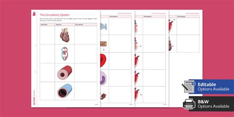 Circulatory System Worksheet | Biology | Beyond Science