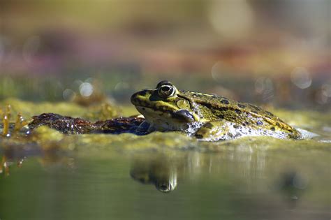 Pond Frog Pelophyla Macro Free Stock Photo - Public Domain Pictures