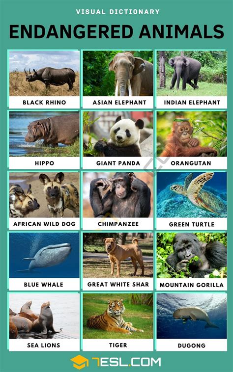Endangered animals names in english – Artofit