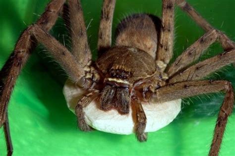 Florida’s Native Spiders: A Complete Guide
