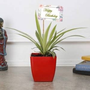 Infinite Green Spider Plant Price in India - Buy Infinite Green Spider ...