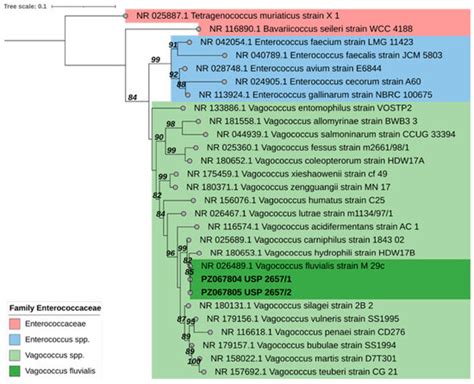 Avian Infective Endocarditis Associated with Vagococcus fluvialis: A ...