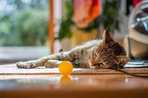 How to Manage Multiple Cats with Different Needs