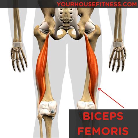 Muscle Breakdown: Biceps Femoris