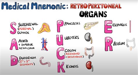 Acronym For Retroperitoneal Organs