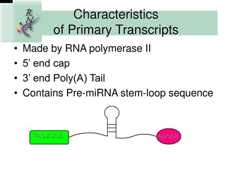 Primary microRNA Transcript 的图像结果