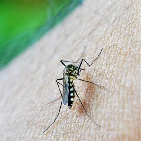 100 में से 1 मरीज़ को अब विस्तारित डेंगू सिंड्रोम का खतरा है