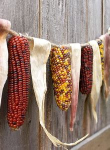 VibeX ® VLR-352 Rainbow Indian Corn Seeds Seed Price in India - Buy ...