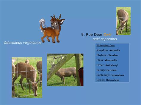 Phylum Of Deer