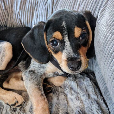 Meet Sophie, the adorable bluetick coonhound and beagle mix!