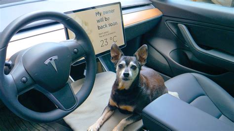 Tesla’s Dog Mode is reportedly in ruff shape — what you need to know | Tom's Guide
