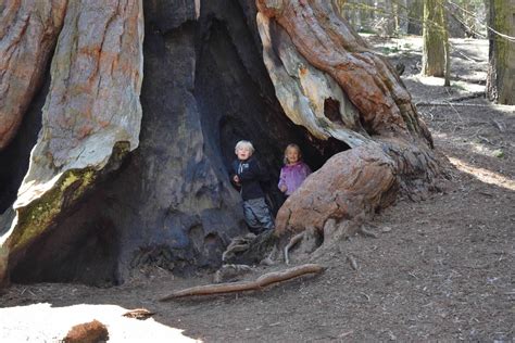 Mrs. Yollis' Classroom Blog: National Park Week: Visit Yosemite and Sequoia Parks