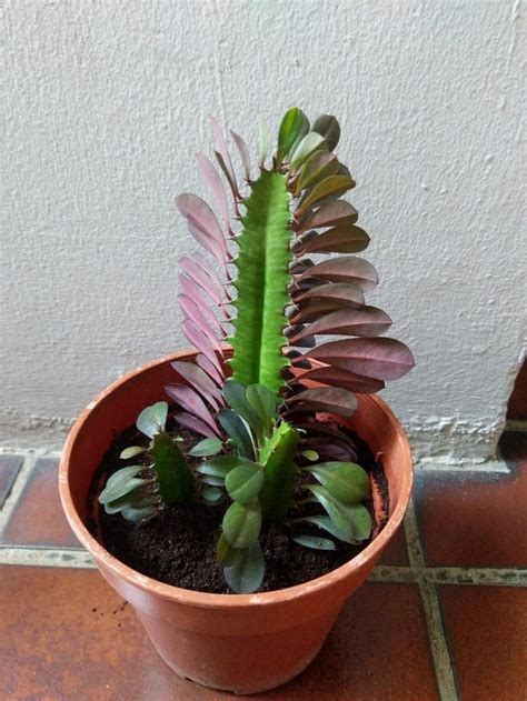 Buy Creative Farmer Oxygen Plants|Living Room|Living Room|Table|Live ...