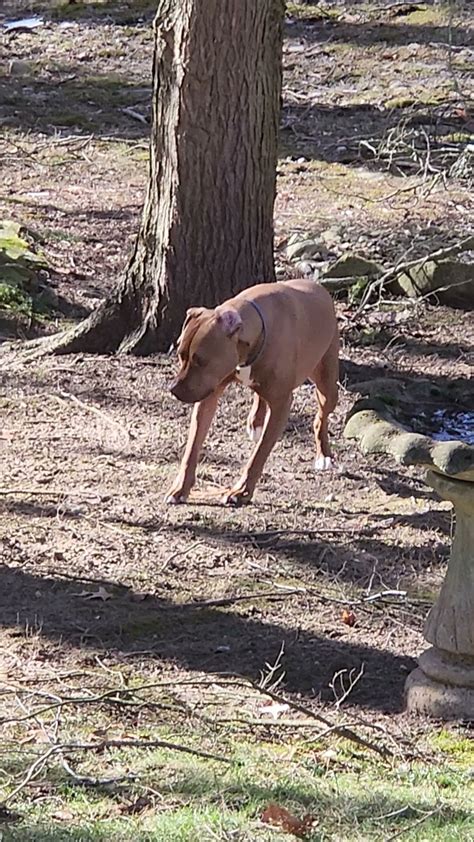 UXBRIDGE ANIMAL HOSPITAL - Uxbridge MA - Hours, Directions, Reviews ...