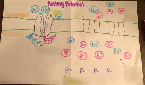 Image result for Resting potential Definition