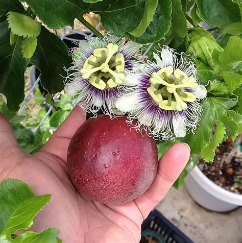 Red Rover Edible Passion Fruit Vine - Live Plant - Passiflora Edulis ...