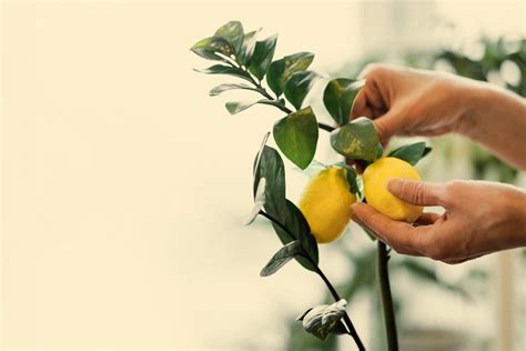 How To Grow Lemon Tree In A Pot | Herzindagi