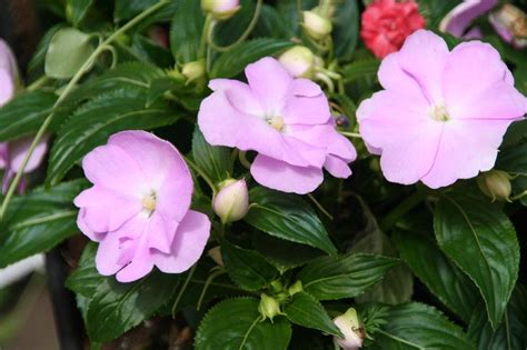 Image result for Norma Chaveta Polegadas