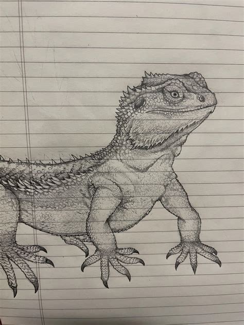 Bearded Dragon Drawing