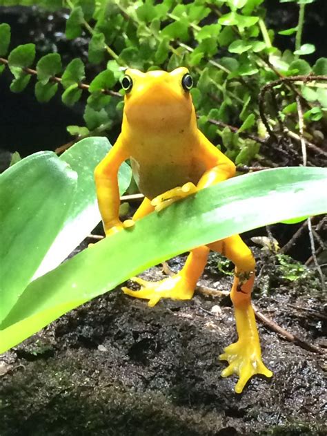 Panamanian Golden Frog | Smithsonian Photo Contest | Smithsonian Magazine