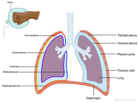 Protective Layer Of Lungs at Isabel Cremean blog