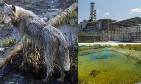 Mutant Chernobyl wolves develop anti-cancer abilities, may pave way for ...