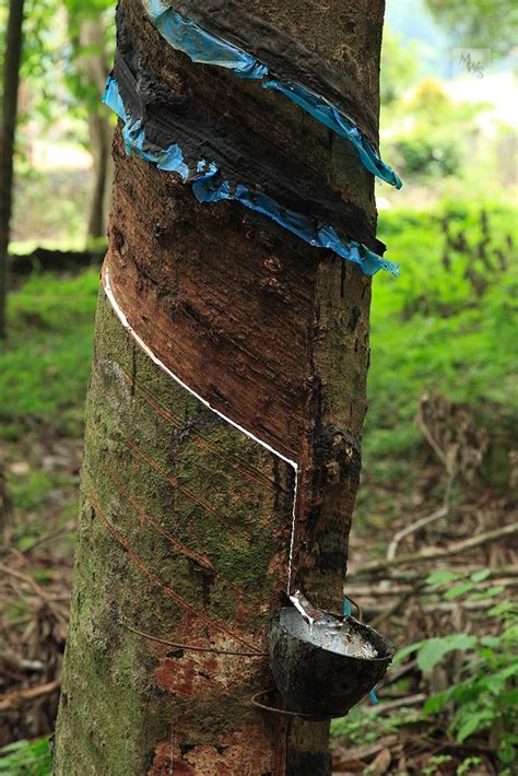 Image result for Rubber Tree Tapping