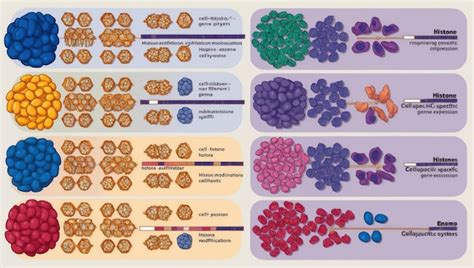 Cell 的图像结果