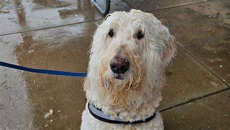 Impulse Control Exercises for Dogs 的图像结果