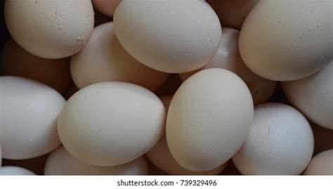 Image result for Burmese Python Hatching