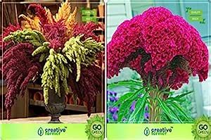 Creative Farmer Flower Seeds : Garden Seeds For Planting Combo ...