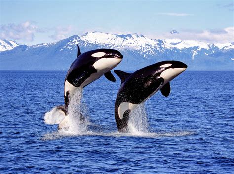 Killer whales are not short of prey in southwestern Canada - Earth.com