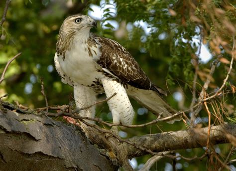 Red-tailed Hawk - Owen Deutsch Photography