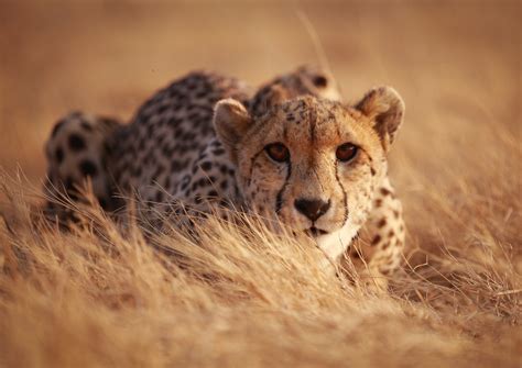 Cheetahs strategize to dodge larger predators while they eat - Earth.com