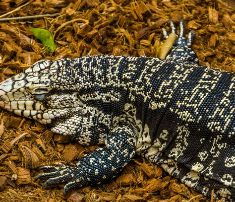 All About Reptile Brumation | Everything You Need to Know – Zen Habitats