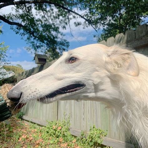 Meet Eris, The Borzoi Sighthound Dog With The World's Longest Nose