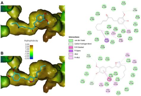 Preparation and Evaluation of 6-Gingerol Derivatives as Novel ...