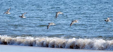 Shorebirds in Flight | FWS.gov