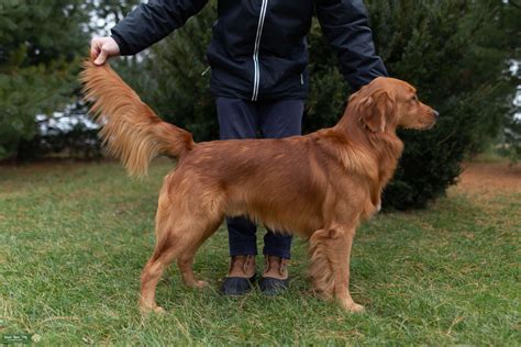 AKC RED GOLDEN RETRIEVER STUD - Stud Dog in IN, the United States ...