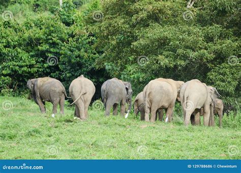 Many Elephants is Eating in Grassland , Kui Buri Nationl Park an Stock ...