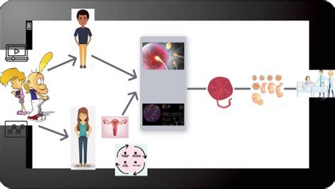 Image result for Reproduction Live Humaine