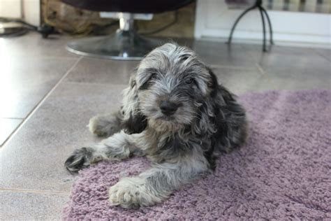 Image result for Cockapoo Breeders